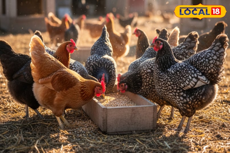 सही नस्ल का चुनाव