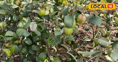 इस खेती से आपको मिलेगा खूब मुनाफा 