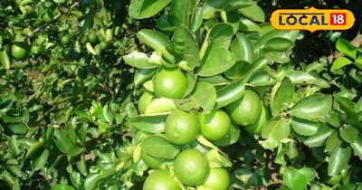 इस तरीके से करेंगे नींबू की खेती तो मिलेगा मुनाफा 