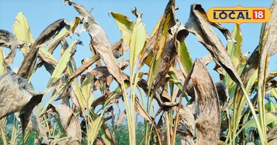 हल्दी के पौधे 