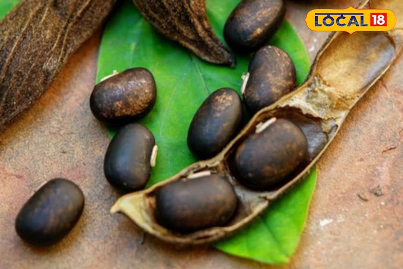 कोंच के बीज कोंच के बीज