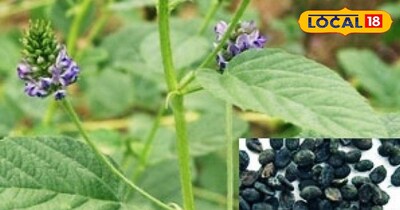 बाकुची का पौधा