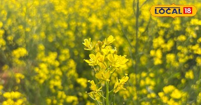 सरसों की फसल 