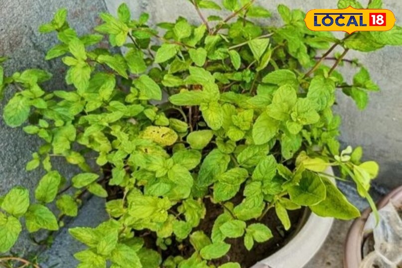Mint health benefits, Mint plant cultivation, Mint plant care in winter, Mint medicinal uses, Kitchen garden mint plant, Kitchen gardening tips, local18, khargone letest news, Madhya Pradesh hindi news 