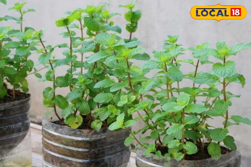 Mint health benefits, Mint plant cultivation, Mint plant care in winter, Mint medicinal uses, Kitchen garden mint plant, Kitchen gardening tips, local18, khargone letest news, Madhya Pradesh hindi news 