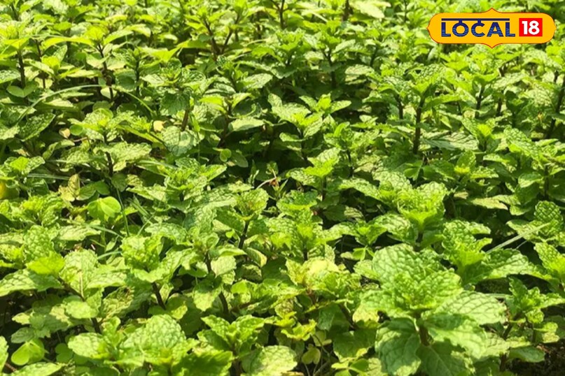 Mint health benefits, Mint plant cultivation, Mint plant care in winter, Mint medicinal uses, Kitchen garden mint plant, Kitchen gardening tips, local18, khargone letest news, Madhya Pradesh hindi news 