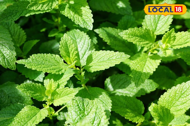 Mint health benefits, Mint plant cultivation, Mint plant care in winter, Mint medicinal uses, Kitchen garden mint plant, Kitchen gardening tips, local18, khargone letest news, Madhya Pradesh hindi news 