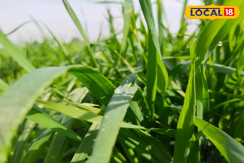 जिंक सल्फर फास्फोरस 