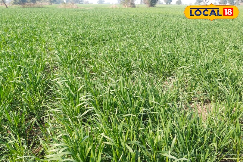 जिंक सल्फर 