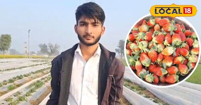 स्ट्रॉबेरी की खेती