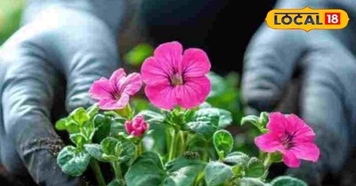 ठंड में गुडहल की देखभाल: वसंत में खिलेंगे रंग-बिरंगे फूल...