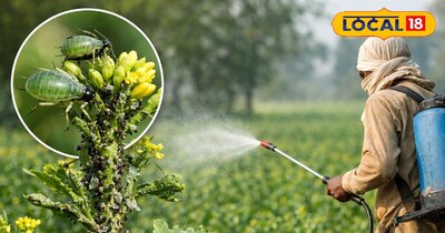 माहू से बचाव जरूरी है.