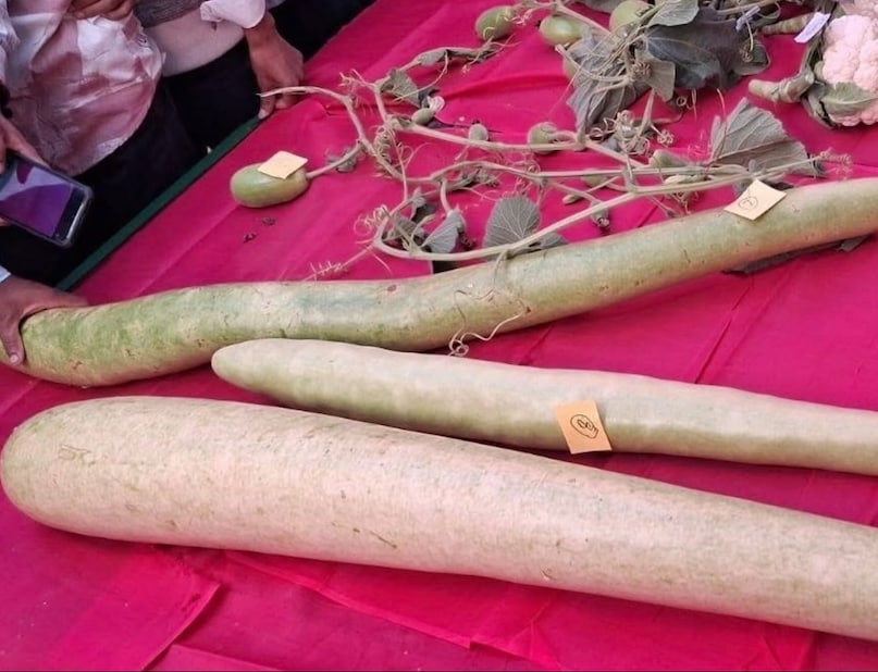 प्रदर्शनी में रखी असाधारण आकार की लौकी