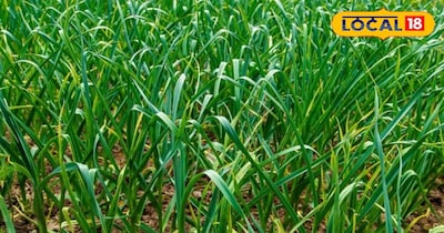 लहसुन की खेती