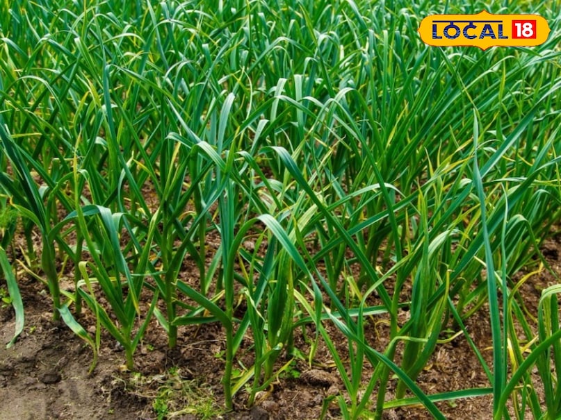 जिला कृषि रक्षा अधिकारी विजय कुमार ने लोकल 18 से बातचीत ने बताया लहसुन की फसल जितनी लाभकारी है, उतनी ही जरूरी है इसका सही भंडारण और सही तकनीक से आप अपनी फसल को सुरक्षित रख सकते हैं और अधिक मुनाफा कमा सकते हैं क्योंकि गर्मी के मौसम में लहसुन की कलियां सूखने लगती हैं और इसका कंद भी खराब होने लगता है