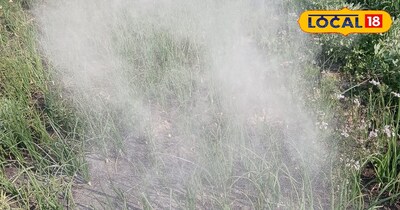 Stray animals will stay away from fields, weeds planted to save crops, many bene