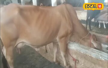 पशुओं की सेहत के लिए रामबाण है ये काढ़ा,