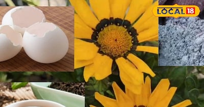 Gardening Tips - गार्डन में ही छोटे एरिया में ही बना ले ब्रह्मास्त्र खाद, रंग बि