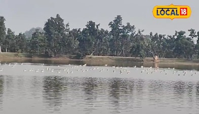 साइबेरियन पक्षी