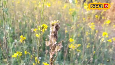 सरसों में कीटों का प्रकोप 