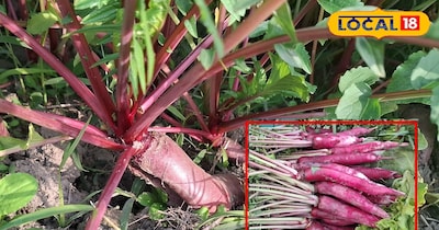 खेत में लगी हुई लाल मूली!