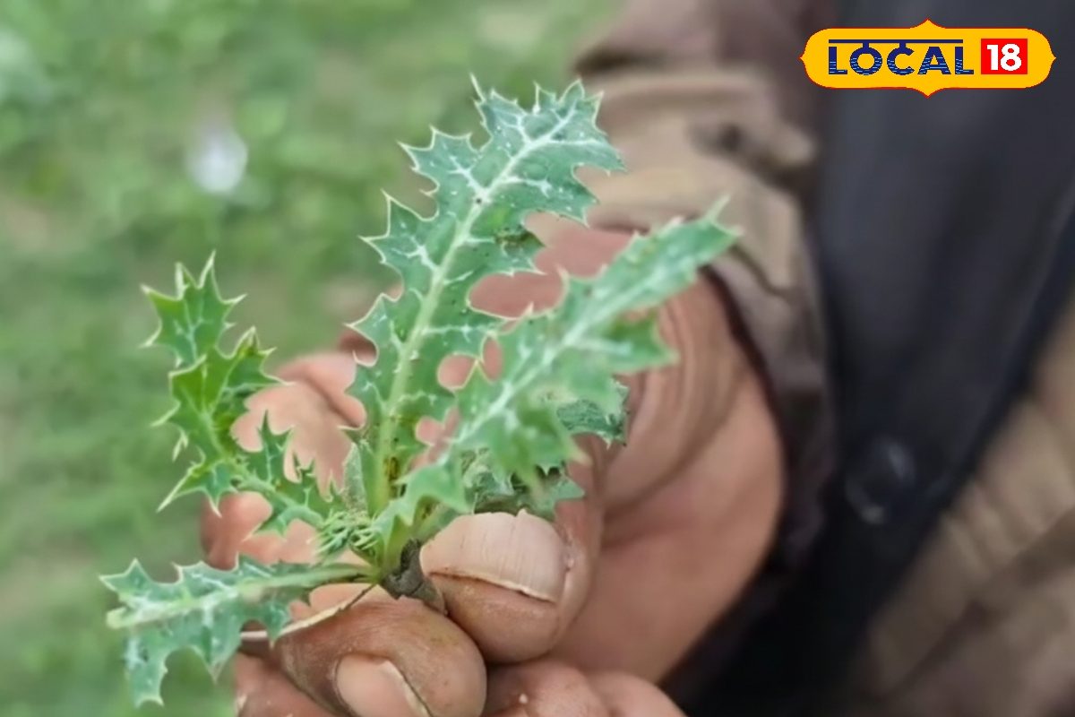 कमजोरी का पक्का इलाज है ये पौधा! ताकत से भर देता है शरीर 60 की उम्र में रहेगी 25 साल वाली एनर्जी!