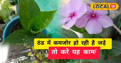 पौधों की सर्दियों में करे देखभाल