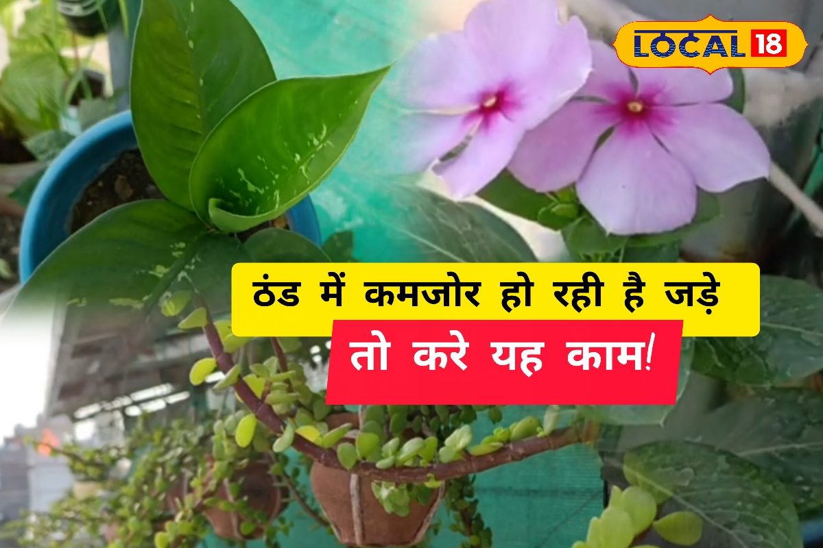 आपके पौधों की रुक गई है ग्रोथ तो ये 10 रुपये का नमक करेगा चमत्कार