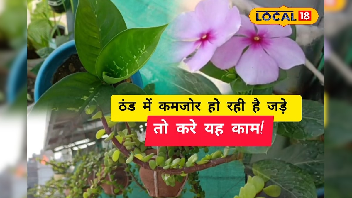 आपके पौधों की रुक गई है ग्रोथ, तो ये 10 रुपये का नमक करेगा चमत्कार