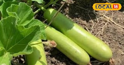 लौकी की साल के 12 महीने रहती है डिमांड