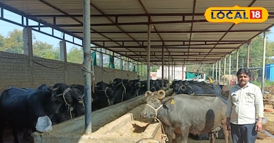 यह भैंस बाहर राज्य से लाते हैं