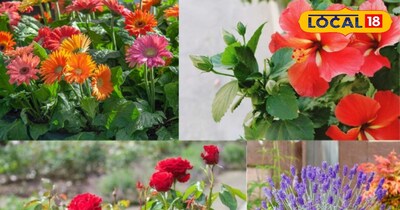 सदाबहार पौधे 