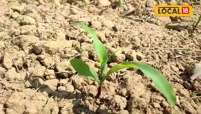 लेट जर्मिनेशन से लेकर सिंचाई तक, ठंड में मक्का खेती पर एक्सपर्ट के खास टिप्स