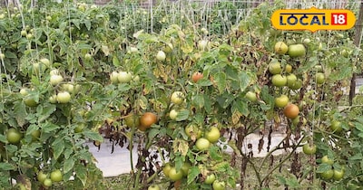 टमाटर की बाजार में रहती है सबसे ज्यादा डिमांड