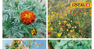 ठंड से बचाएं अपने गार्डन के पौधों को 