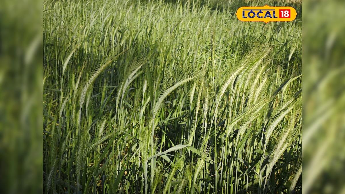 गेहूं से दोगुनी कमाई का सीक्रेट फॉर्मूला, किसान ठंड में जरूर करें एक्सपर्ट का ये प्लान