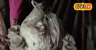 मशरूम उत्पादन