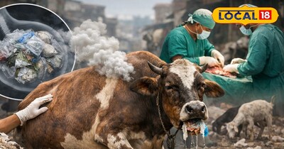 पशु भोजन के साथ पॉलीथिन भी खा जाते हैं.