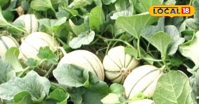 खरबूज की खेती