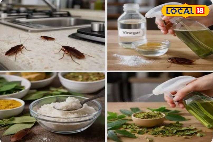 बेकिंग सोडा और चीनी से भी भाग जायेंगे काॅकरोच बेकिंग सोडा और चीनी से भी भाग जायेंगे काॅकरोच