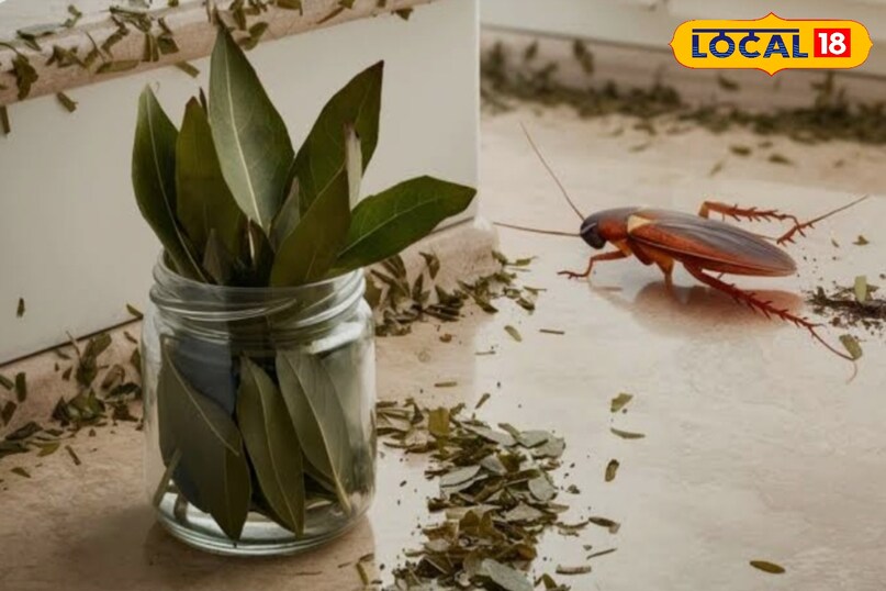 तेज पत्ता की गंध भी है कारगर तेज पत्ता की गंध भी है कारगर