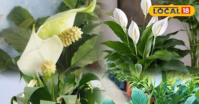 पीस लिली प्लांट