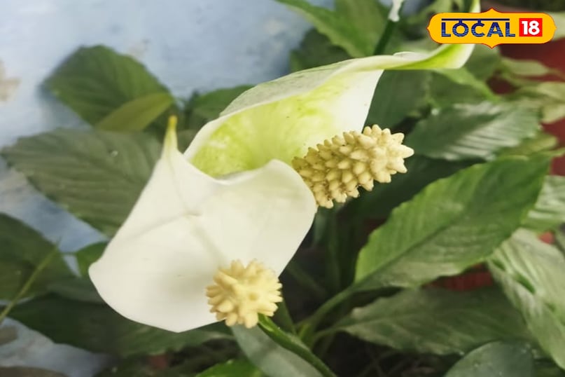 पीस लिली 