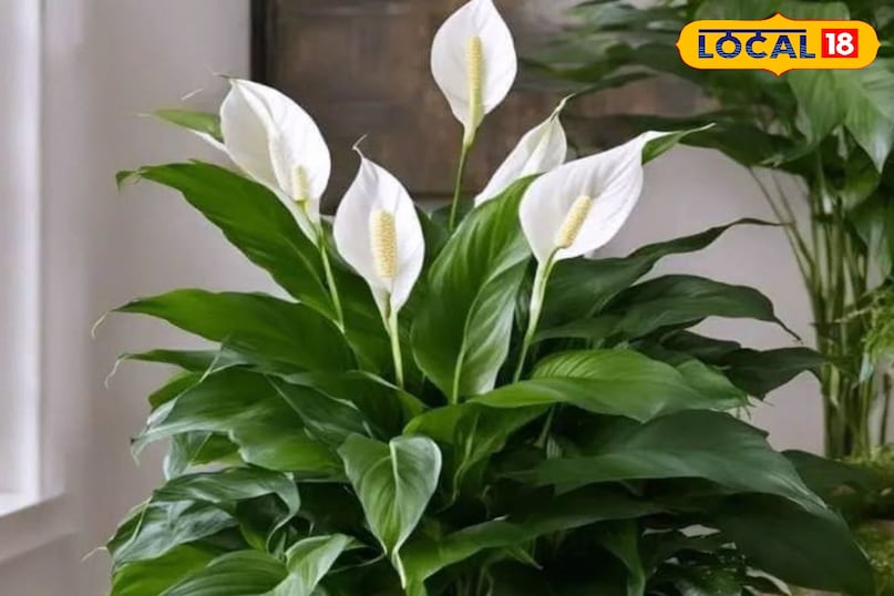 पीस लिली प्लांट