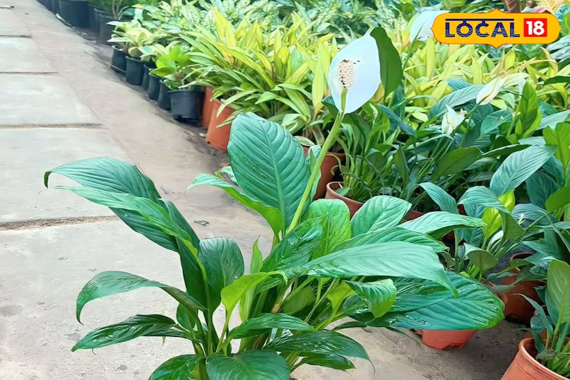 पीस लिली प्लांट