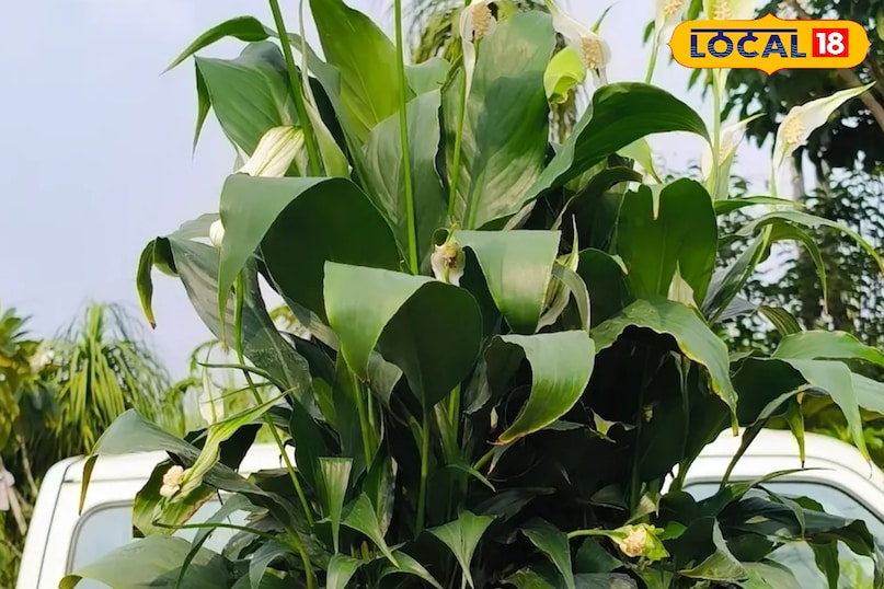 पीस लिली प्लांट