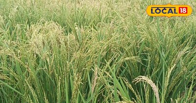 तिलक में धान बांटने का क्या है महत्व?