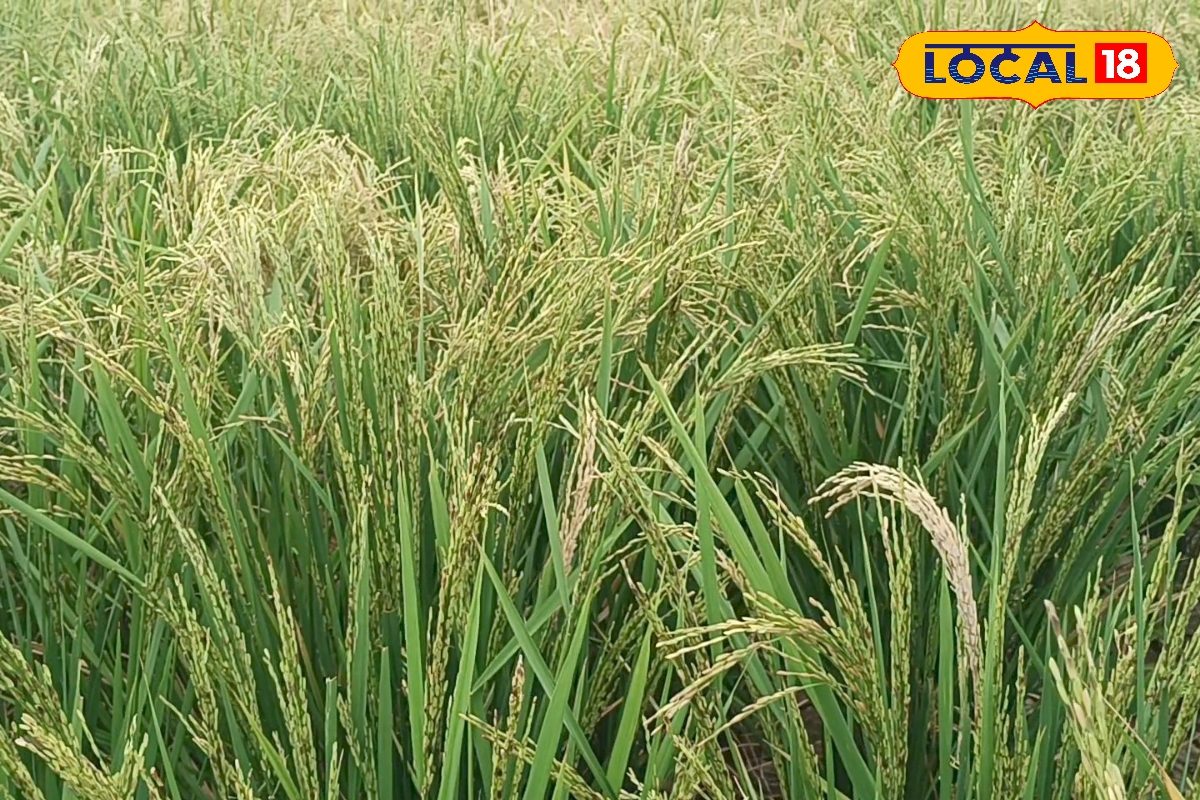 बिहार की शादी में खास है तिलक पर धान बांटने की रस्म, माता पार्वती से जुड़ी है कहानी