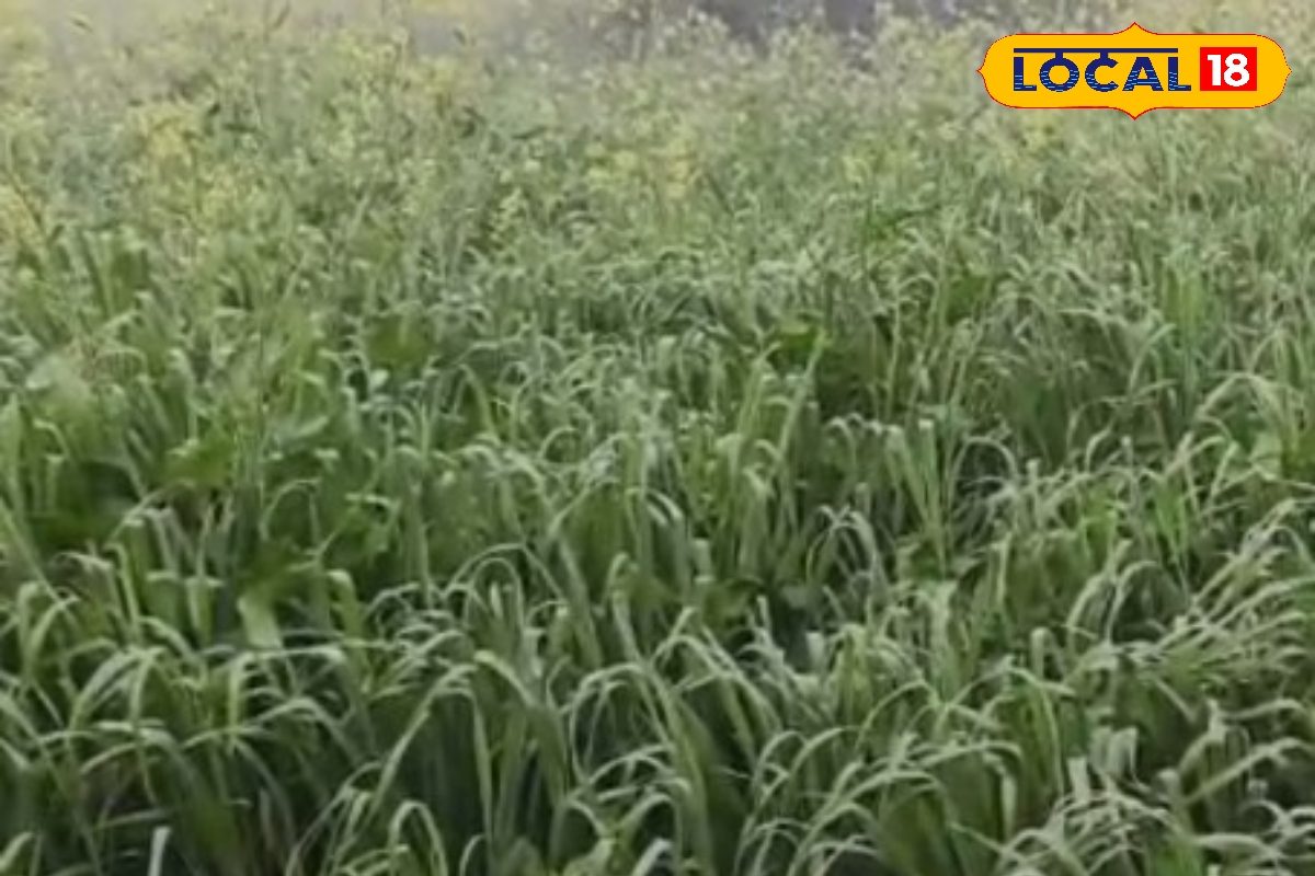 हरा चारा खिलाने में लापरवाही पड़ सकती है भारी फायदे के साथ छिपा है पशुओं के बीमार होने का खतरा