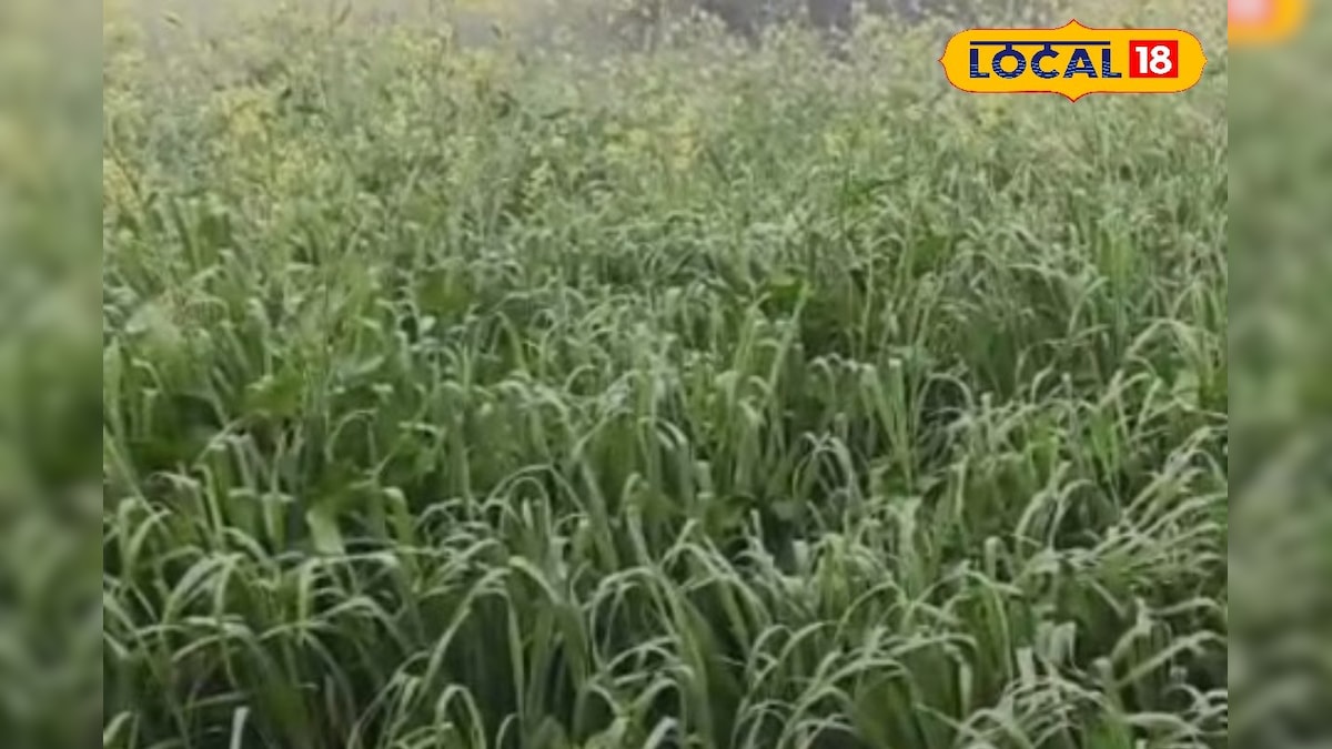 हरा चारा खिलाने में लापरवाही पड़ सकती है भारी, फायदे के साथ छिपा है पशुओं के बीमार होने का खतरा